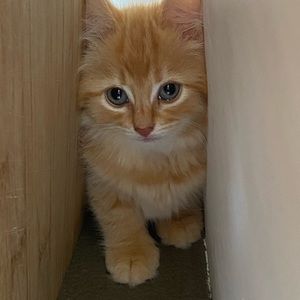 Meet your Posher, Alice